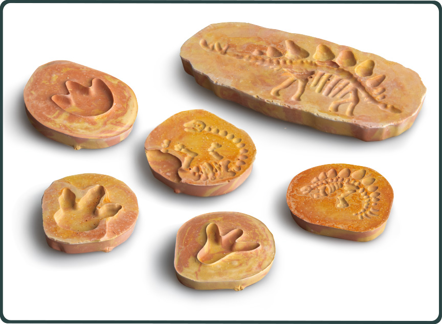 Fossils Dinosaur Tracks